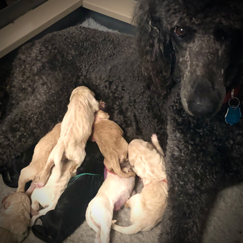 Bella's Dukes & Dutchesses Birth Announcement