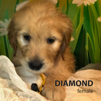 DIAMOND female