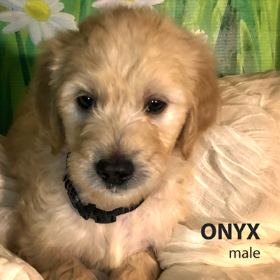ONYX male
