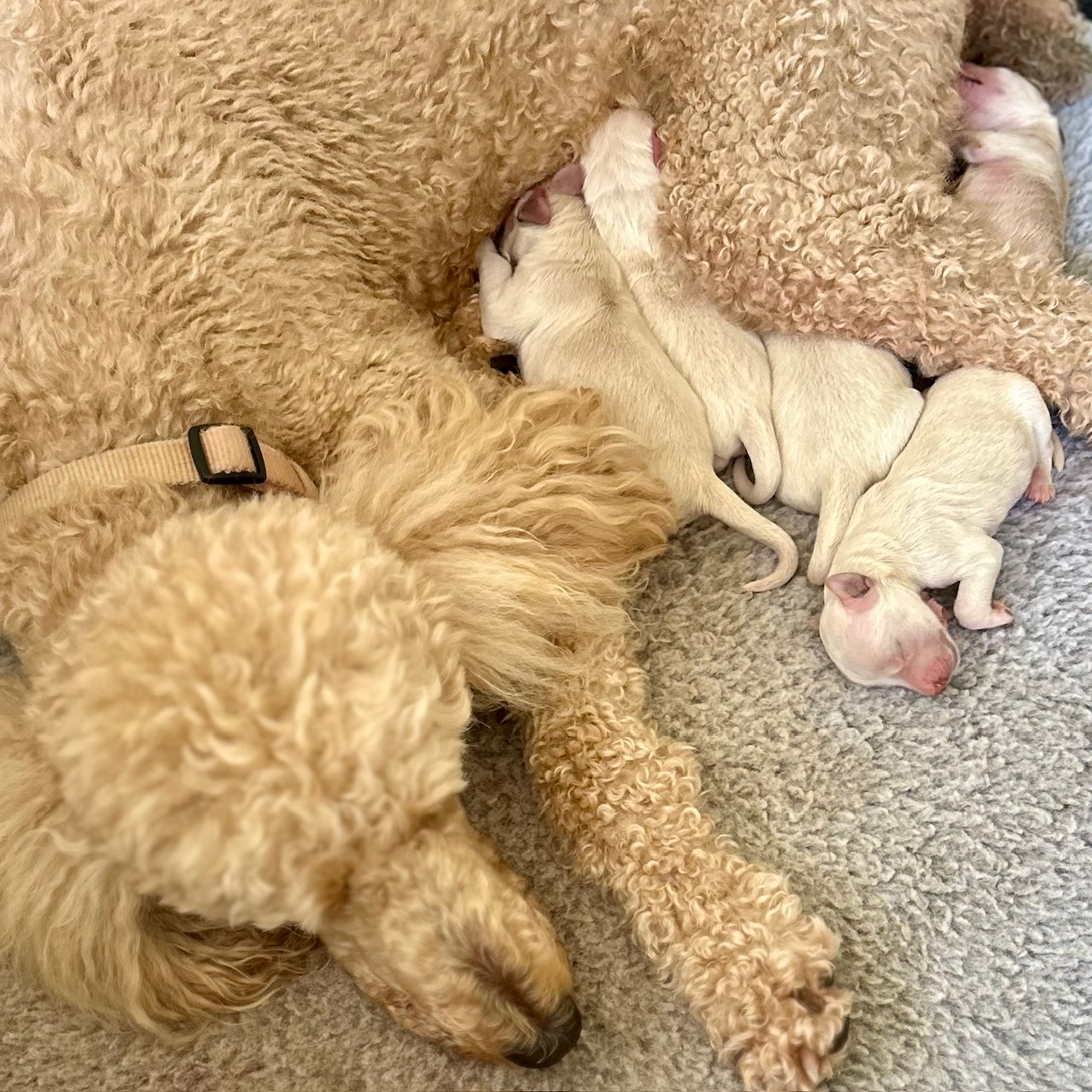 Picture of Phoebe's Patriots and her 5 beautiful Goldendoodles.