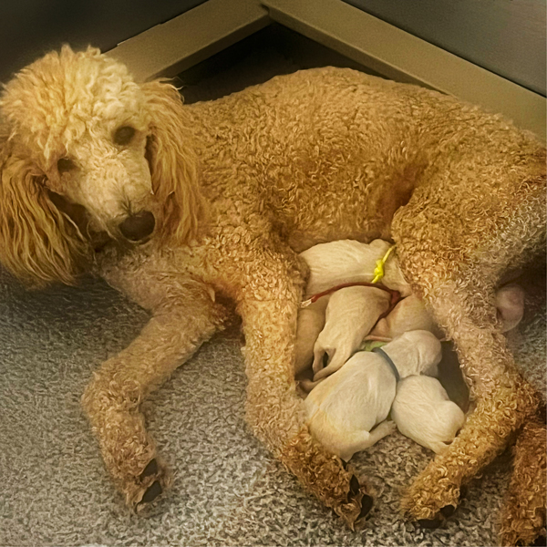 Picture of Phoebe's Forest and her 6 puppies