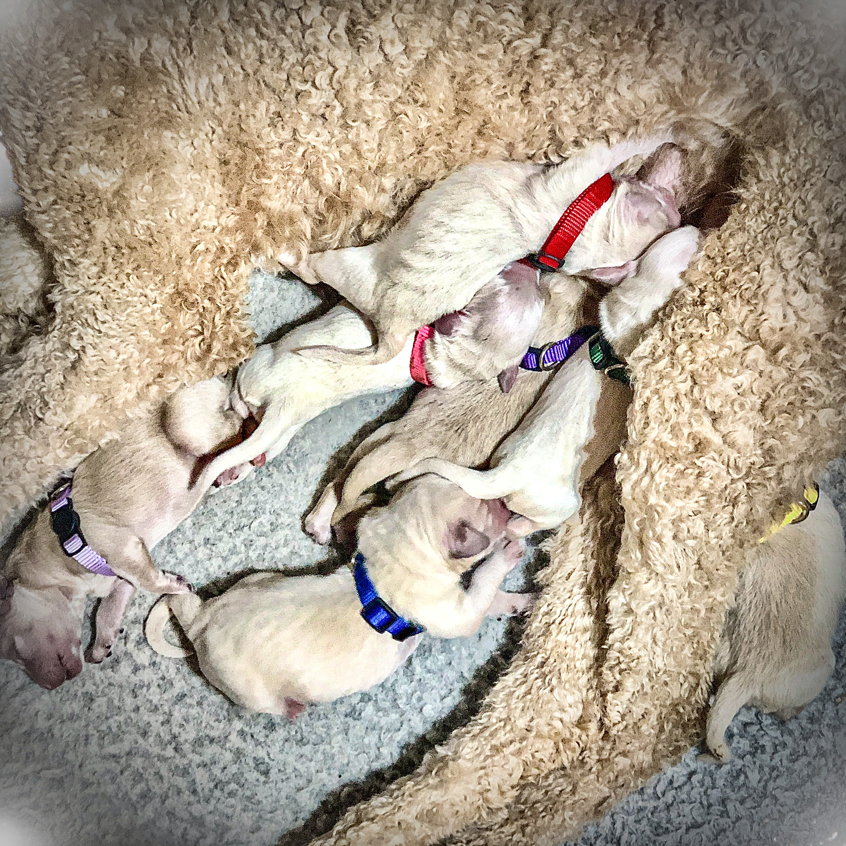 Picture of Phoebe's Forest Litter